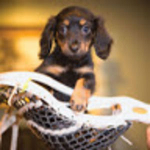 Meet your Posher, Chamonix